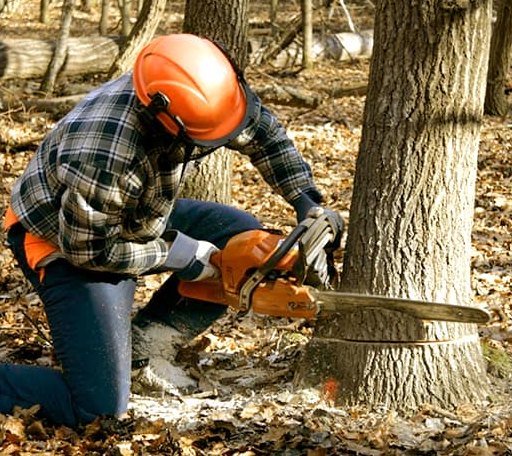 Tree Removal in Metaline, WA